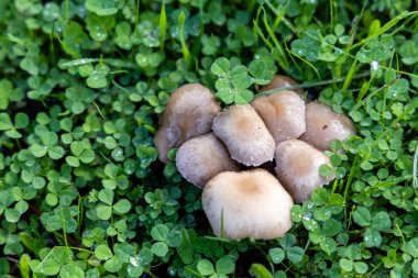 A forest brown mushroom in a natural background