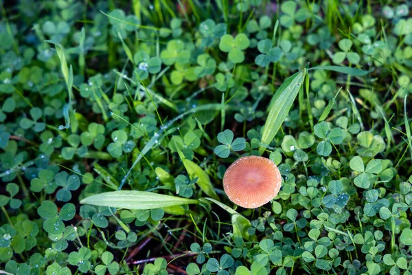 Forest Brown Mushroom Natural Background — Fotografia de Stock