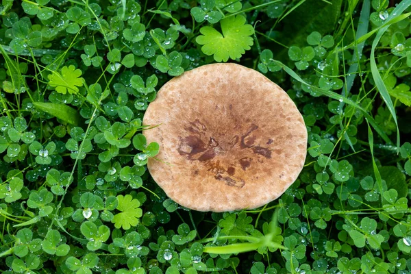 Forest Brown Mushroom Natural Background — ストック写真