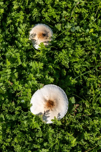 Forest Brown Mushroom Natural Background — Fotografia de Stock