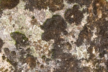 Kayaların dokusu ve taşların yüzeyi yosun ve doğal desenli liken arkaplanı ile birlikte.