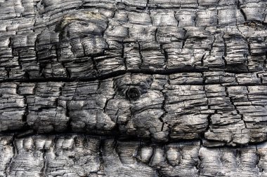 İspanya, Avila 'da çıkan orman yangınından sonra yanmış ağaç gövdesi.