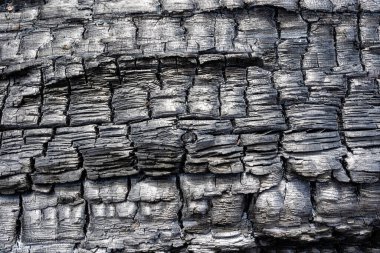 İspanya, Avila 'da çıkan orman yangınından sonra yanmış ağaç gövdesi.