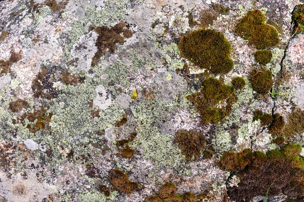 苔と地肌の岩や石の質感や自然パターンを持つ地衣類の背景 — ストック写真
