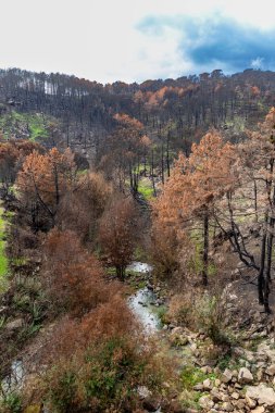 İspanya 'nın Avila ilindeki Hoyo de Pinares kasabasında çıkan yangınlardan sonra,