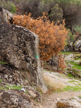 İspanya 'nın Avila ilindeki Hoyo de Pinares kasabasında çıkan yangınlardan sonra,