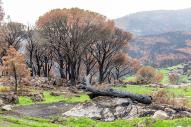 İspanya 'nın Avila ilindeki Hoyo de Pinares kasabasında çıkan yangınlardan sonra,