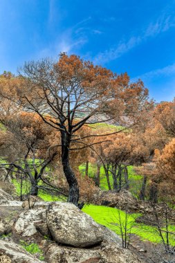 İspanya 'nın Avila ilindeki Hoyo de Pinares kasabasında çıkan yangınlardan sonra,