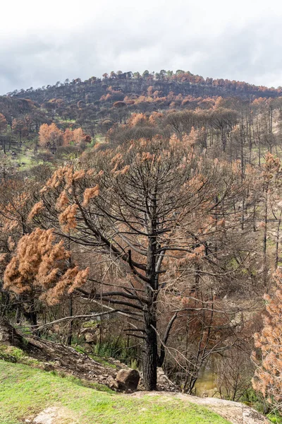 stock image burned landscape, after recent fires, in the town of Hoyo de Pinares in the province of Avila, Spain