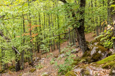 Rozas de Puerto 'daki kestane ormanı Madrid, İspanya