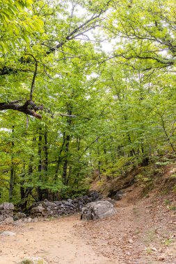 Rozas de Puerto 'daki kestane ormanı Madrid, İspanya