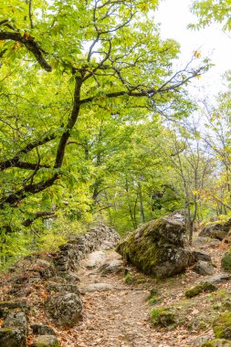 Rozas de Puerto 'daki kestane ormanı Madrid, İspanya