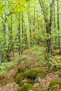 Rozas de Puerto 'daki kestane ormanı Madrid, İspanya