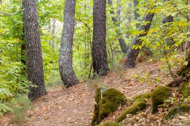 Rozas de Puerto 'daki kestane ormanı Madrid, İspanya