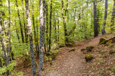 Rozas de Puerto 'daki kestane ormanı Madrid, İspanya