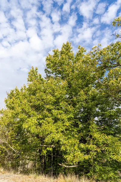 스페인 마드리드 로사스데 푸에르토 레알에 밤나무 — 스톡 사진