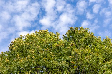 İspanya 'nın Madrid eyaletinde Rozas de Puerto Real' de kestane yaprakları