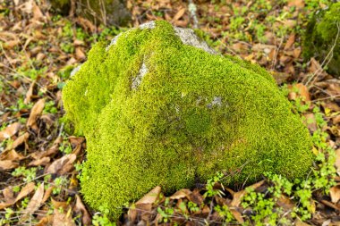 İspanya 'nın Madrid eyaletinde Rozas de Puerto Real' de kayalık kestane ormanı yosunlarıyla kaplıydı.