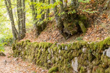 İspanya 'nın Madrid eyaletinde Rozas de Puerto Real' de kayalık kestane ormanı yosunlarıyla kaplıydı.