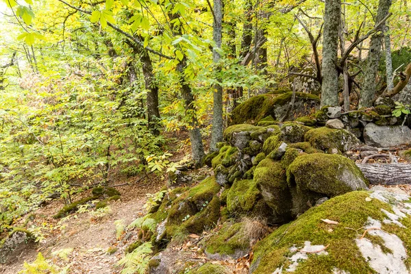 Βρύα Κάλυψε Βράχια Δάσος Καστανιάς Στο Rozas Puerto Real Στην — Φωτογραφία Αρχείου