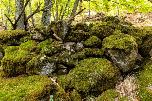 西班牙马德里省Rozas Puerto Real的苔藓覆盖着栗树林 — 图库照片