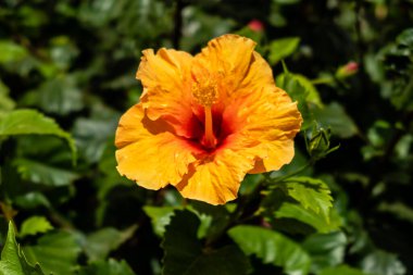 turuncu amber çiçeği İspanya 'da bir bahçede yetişir.