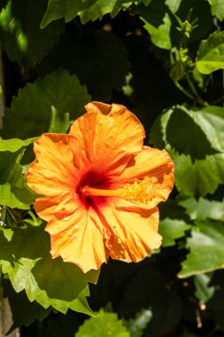 turuncu amber çiçeği İspanya 'da bir bahçede yetişir.