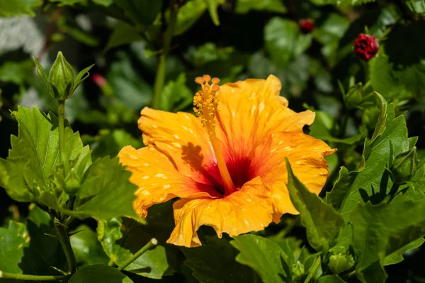 Hibiscus Orange Cultivé Dans Jardin Espagne — Photo