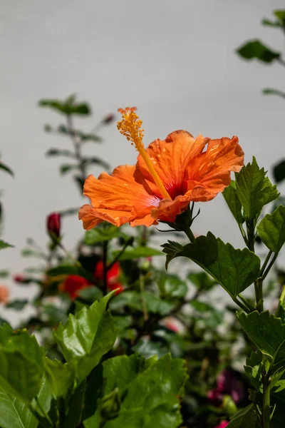 Hibisco Laranja Cultivado Jardim Espanha — Fotografia de Stock