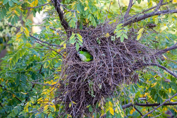 Argentinian Parrot Peeking Out Nest Made Tree Madrid — Stock Photo, Image