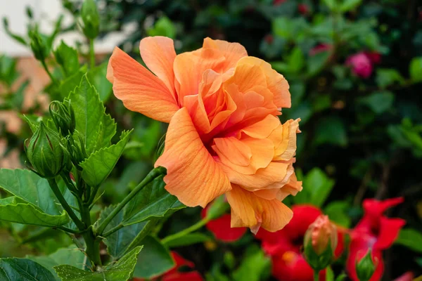 turuncu amber çiçeği İspanya 'da bir bahçede yetişir.