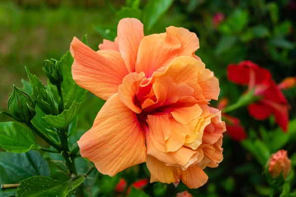 stock image orange hibiscus grown in a garden in spain