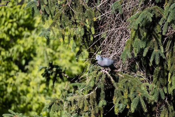 阿根廷鹦鹉从马德里一棵树上的鸟巢里爬了出来 — 图库照片