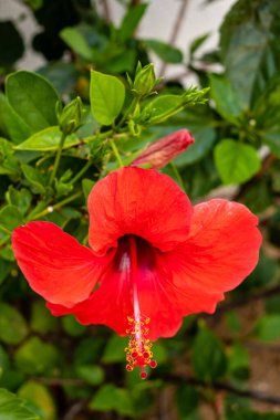 İspanya 'da bir bahçede yetişen amber çiçeği.