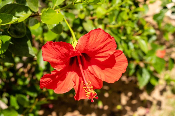 stock image hibiscus grown in a garden in spain