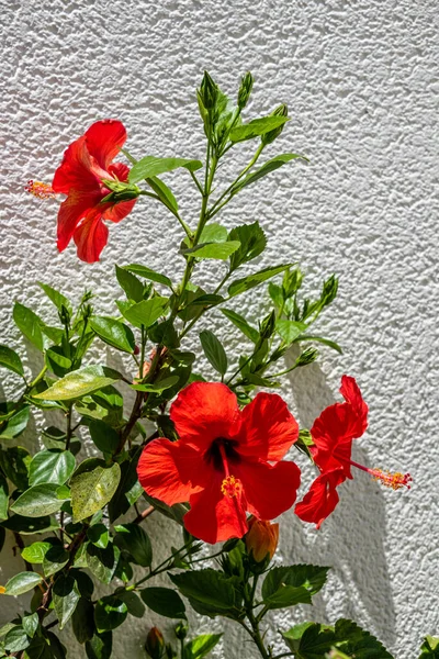 Spanya Bir Bahçede Yetişen Amber Çiçeği — Stok fotoğraf