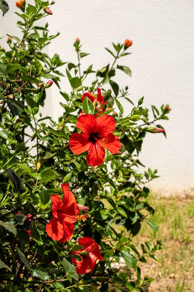 stock image hibiscus grown in a garden in spain