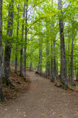 Castanar El Tiemblo 'daki Chestnut Ormanı. Avila