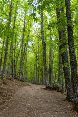 Castanar El Tiemblo 'daki Chestnut Ormanı. Avila