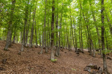 Castanar El Tiemblo 'daki Chestnut Ormanı. Avila