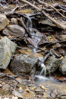 Castanar El Tiemblo 'daki Chestnut Ormanı. Avila