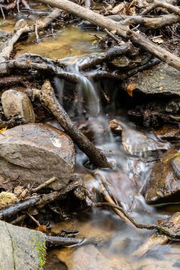 Castanar El Tiemblo 'daki Chestnut Ormanı. Avila