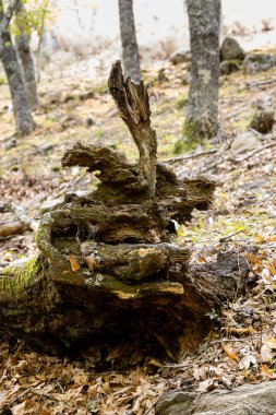 Castanar El Tiemblo 'daki Chestnut Ormanı. Avila