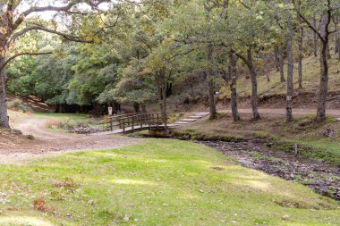 Castanar El Tiemblo 'daki Chestnut Ormanı. Avila