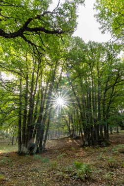 Castanar El Tiemblo 'daki Chestnut Ormanı. Avila