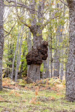 Castanar El Tiemblo 'daki Chestnut Ormanı. Avila