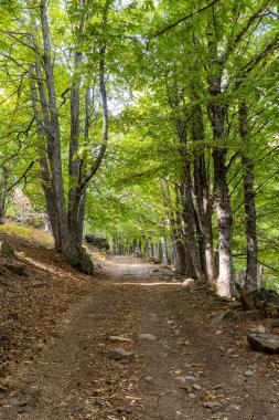 Castanar El Tiemblo 'daki Chestnut Ormanı. Avila