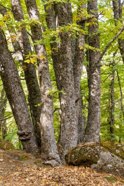 Castanar El Tiemblo 'daki Chestnut Ormanı. Avila