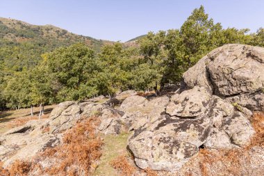 Castanar El Tiemblo 'daki Chestnut Ormanı. Avila