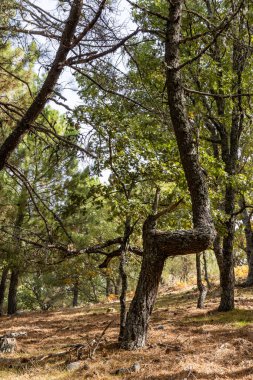 Castanar El Tiemblo 'daki Chestnut Ormanı. Avila